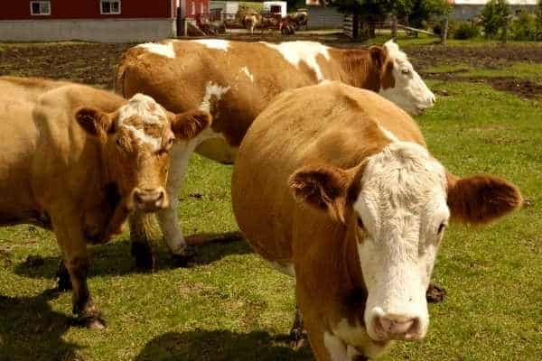 Guernsey Cows on the farm