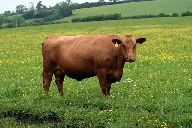 Shorthorn Cows