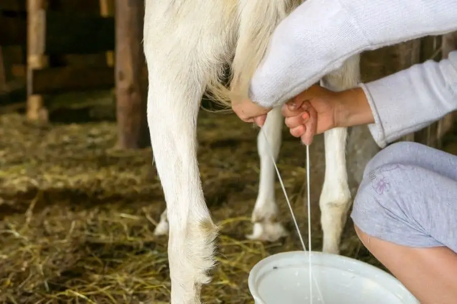 Milking goat by hands