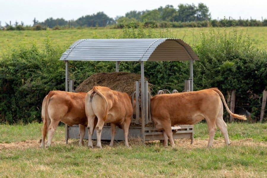 cattle feeding from hay feeder
