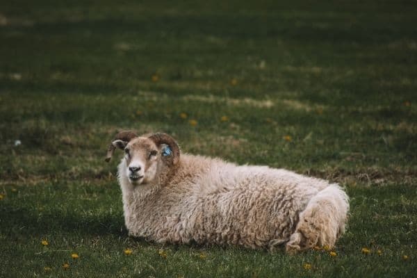 Icelandic sheep breed