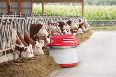 automatic feeder feeding cows