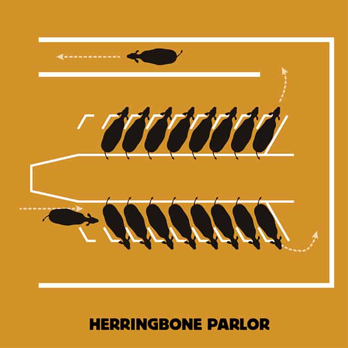 herringbone milking parlor