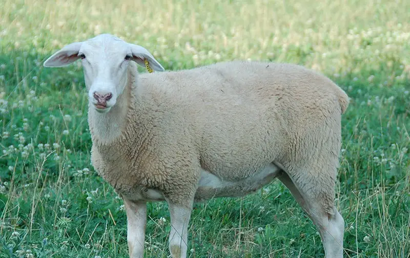 lacaune sheep
