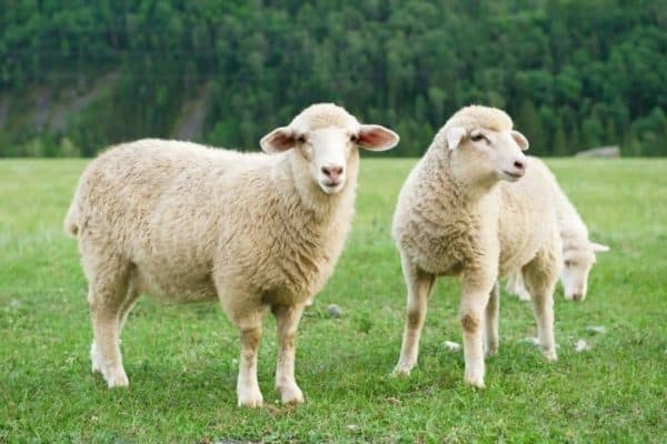 Selecting The Dairy Sheep Breed For Your Farm | Which One Is The Best?