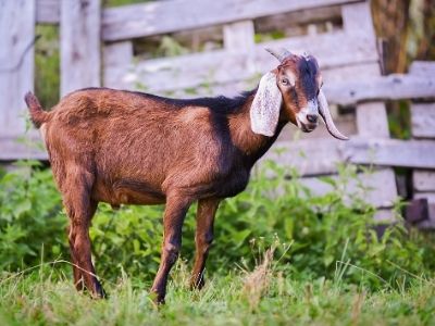 Brown Anglo Nubian Goat in green pasture