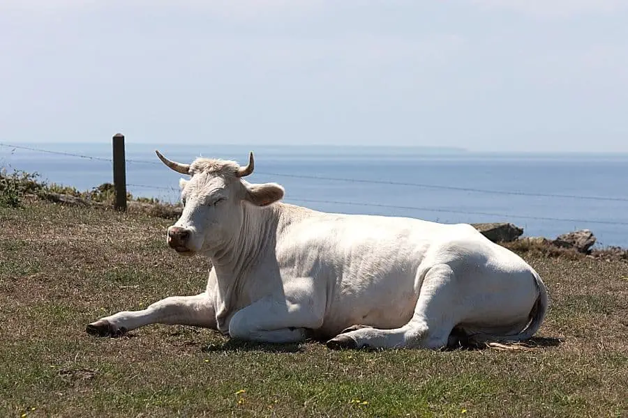 cow with horns sitting