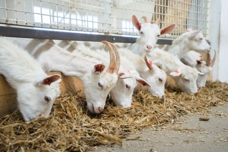 How Much Do Dairy Goats Eat? Here Are The Facts