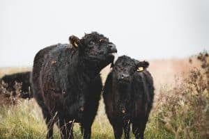 Galloway Beef Cattle
