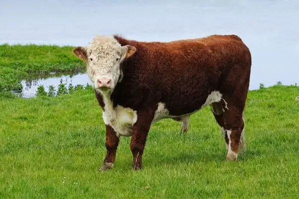hereford cattle breed