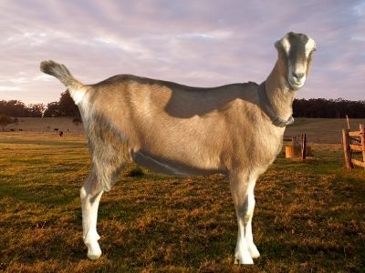 Lamancha Goat
