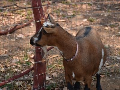 small brown nigerian dwarf goat