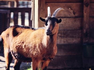 Brown Oberhasli goat with horns
