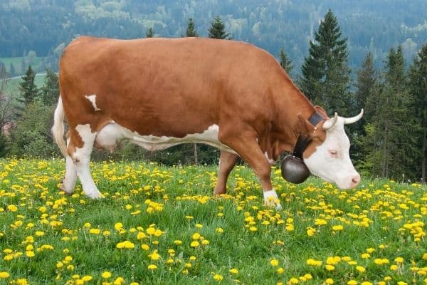 Simmental cattle breed
