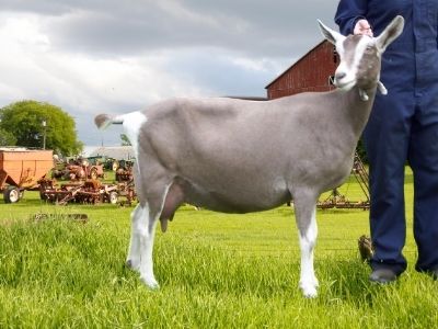 White and grey Toggenburg goat on a grass