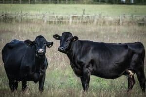 black angus cattle breed