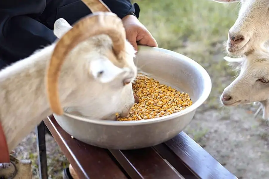 Goat eating corn