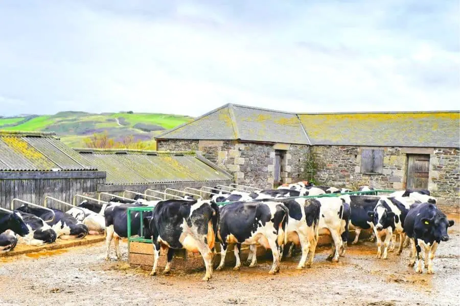 how much does it cost to start a dairy farm