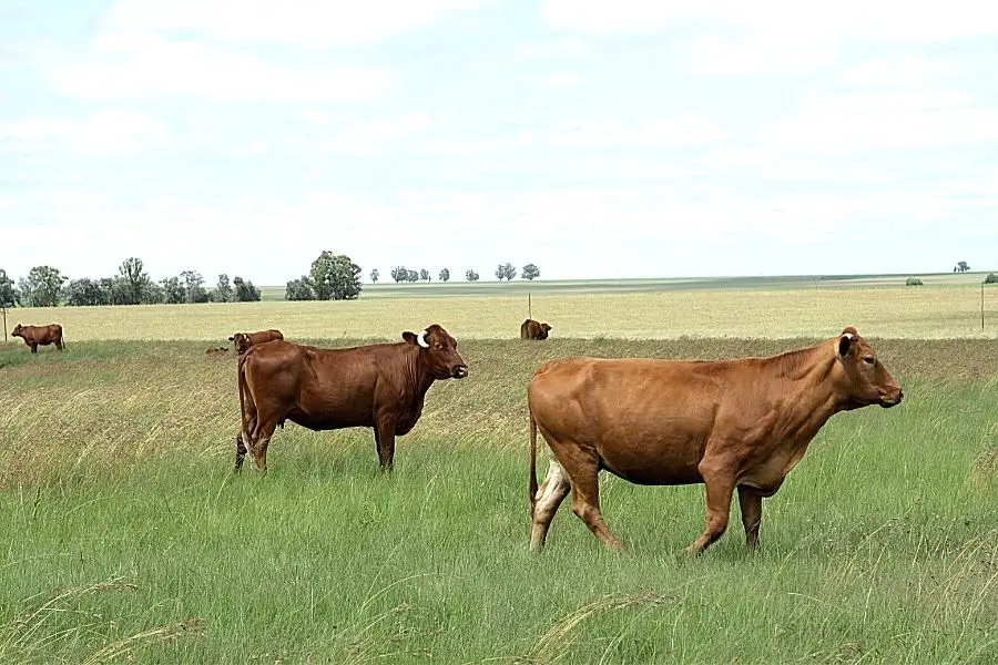 cow and bull grazing