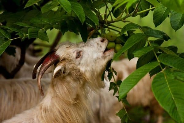 goat eating brushes