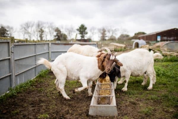 goats eating grain