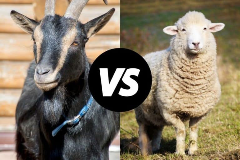 goats-vs-sheep-which-are-better-for-milk-production