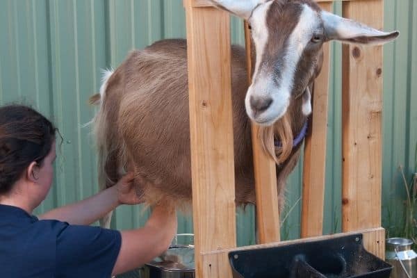 goat milking stall