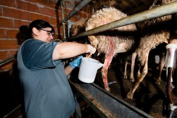 woman milking sheep