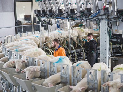 sheep milking in a rotary parlor