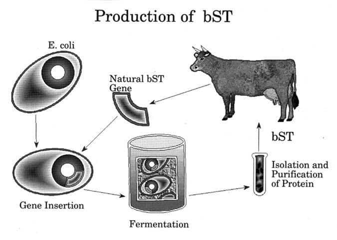 Production of BST explained
