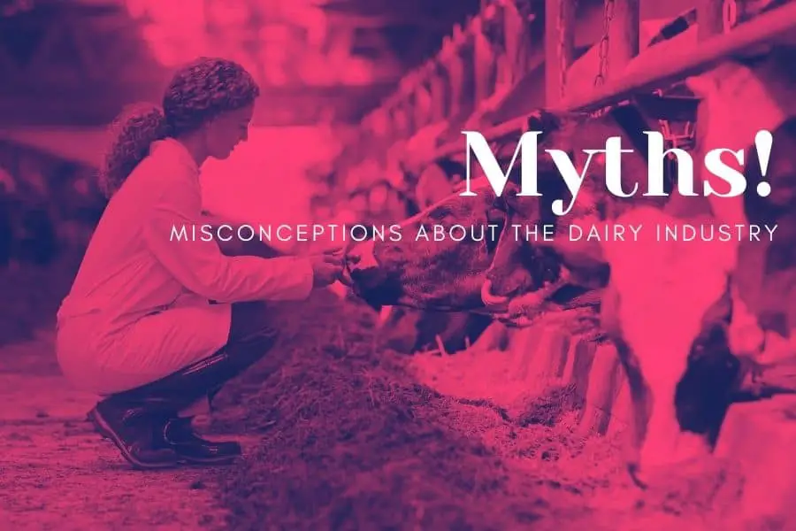 10 Misconceptions About The Dairy Industry (Myths Debunked)