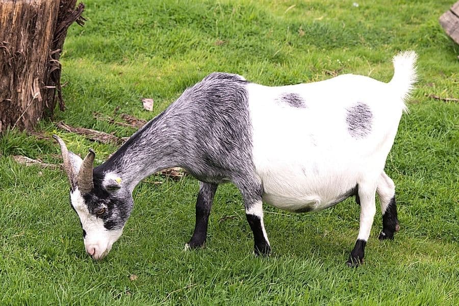 A Pregnant goat grazing