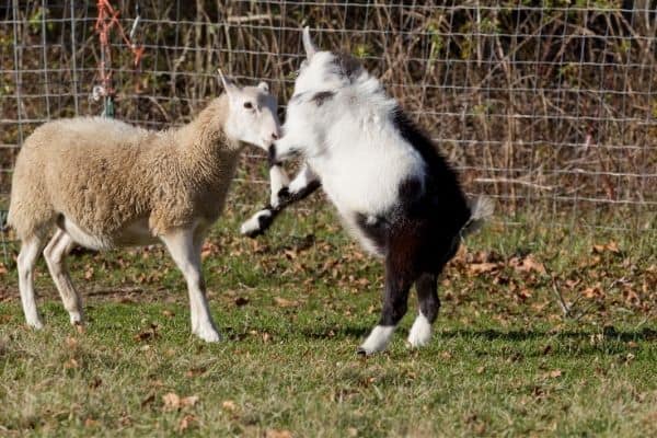 sheep and goat fight