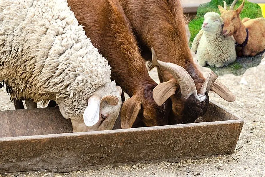 Can Sheep And Goats Live Together? - Dairy Farming Hut