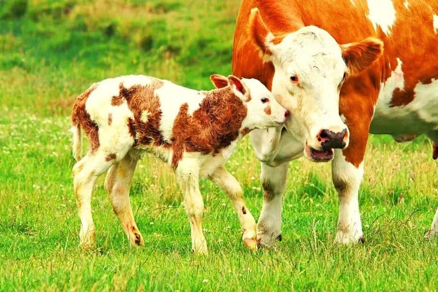 How Long Does It Take A Calf To Reach Maturity The Ultimate Guide