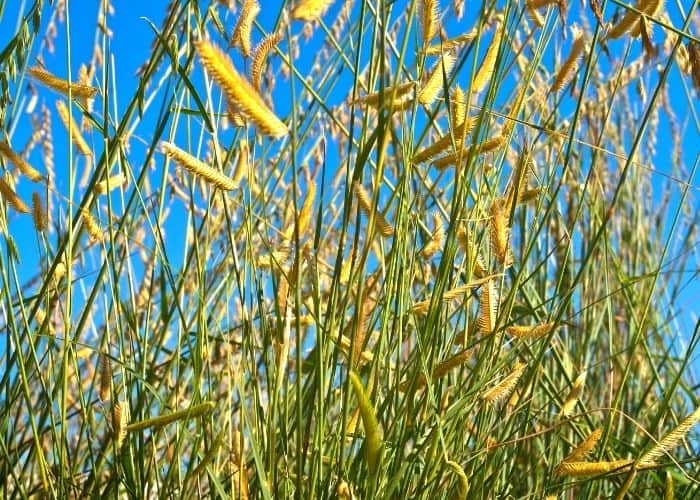 Ornamental-Grasses-–-Sideoats-and-Blue-Grama.jpg