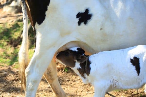 calf-drinking-milk-from-udder