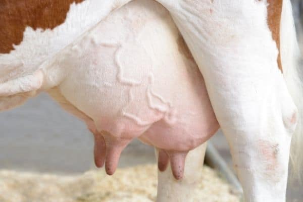 how much milk does a cow udder hold