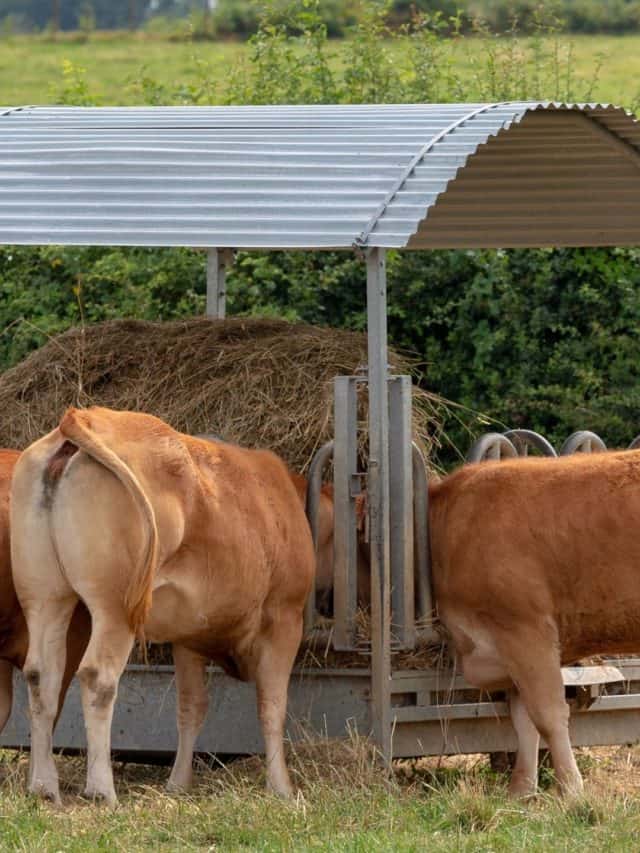 How To Keep Cows From Wasting Hay