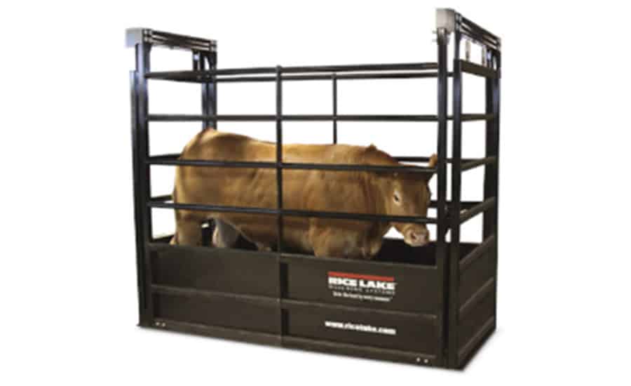 cattle weighing scale