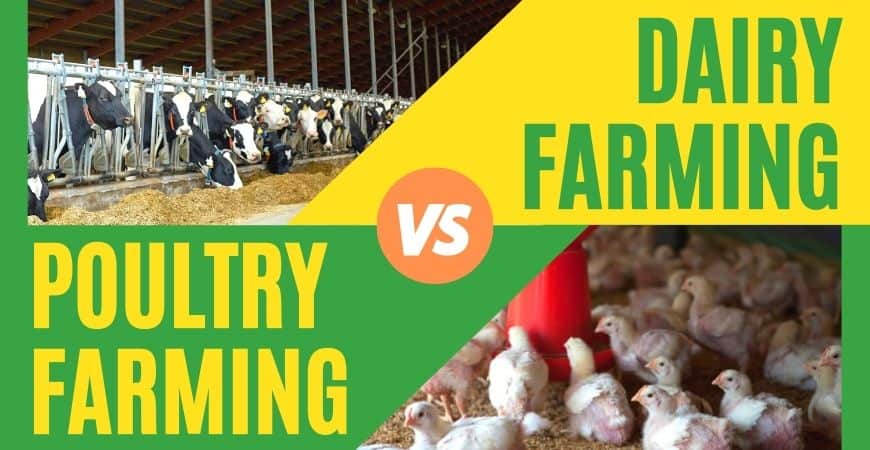 Dairy Farming vs. Poultry Farming: Which One is Better?