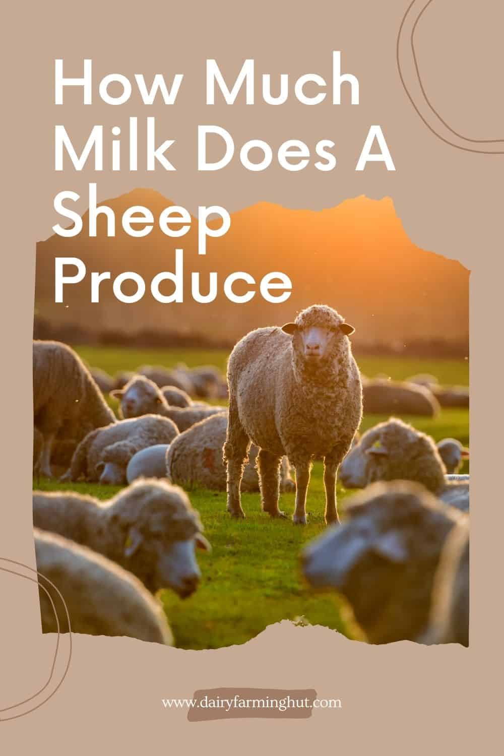How Much Milk Does A Sheep Produce