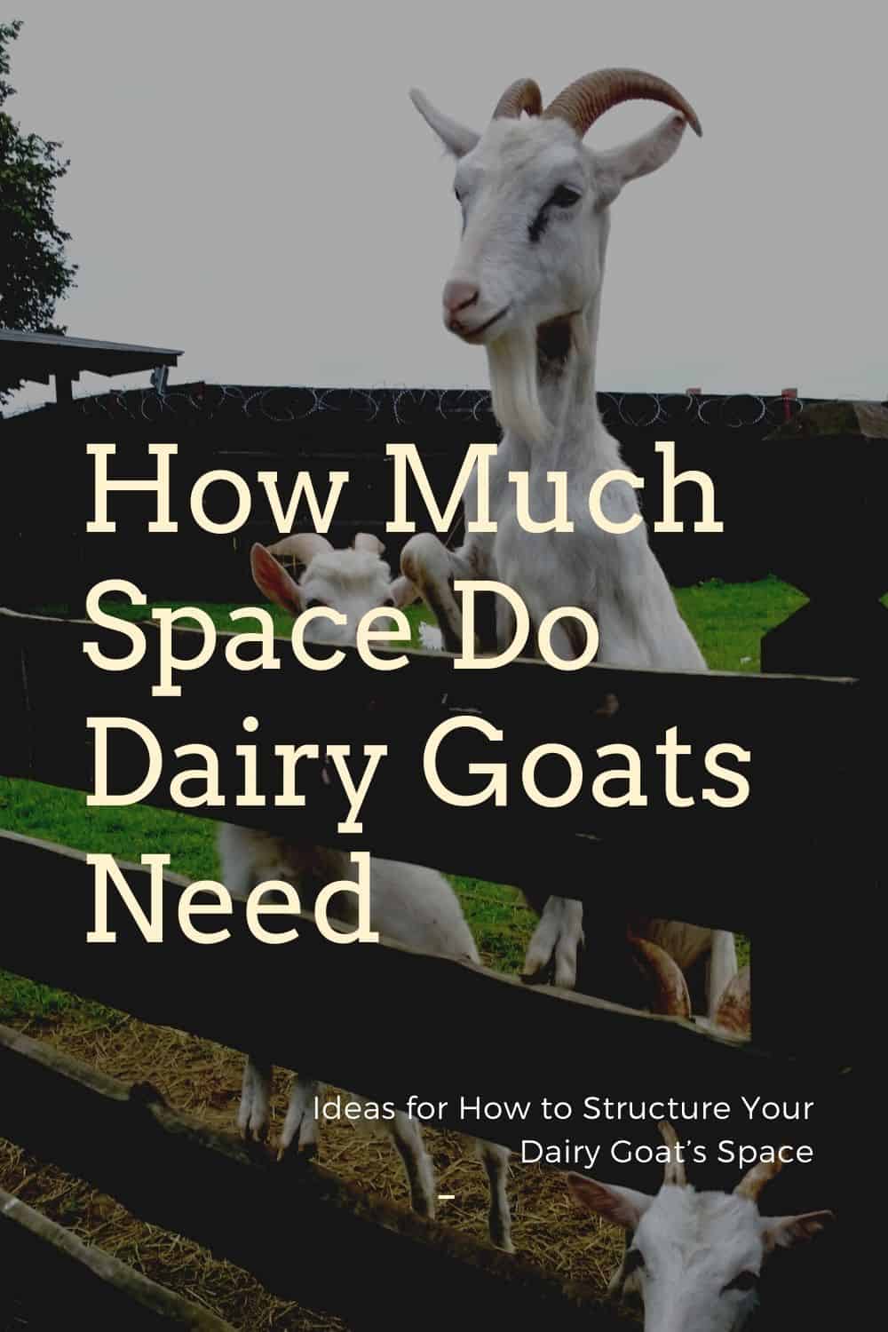 How Much Space Do Dairy Goats Need