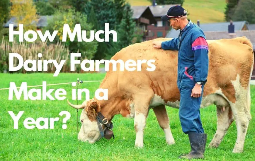 How much do dairy farmers make in a year