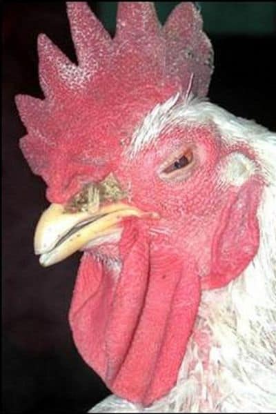 Mycoplasmosis in Chicken