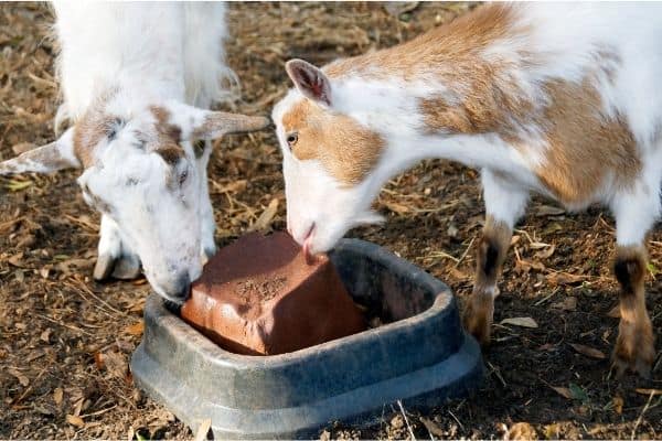 goats licking mineral block