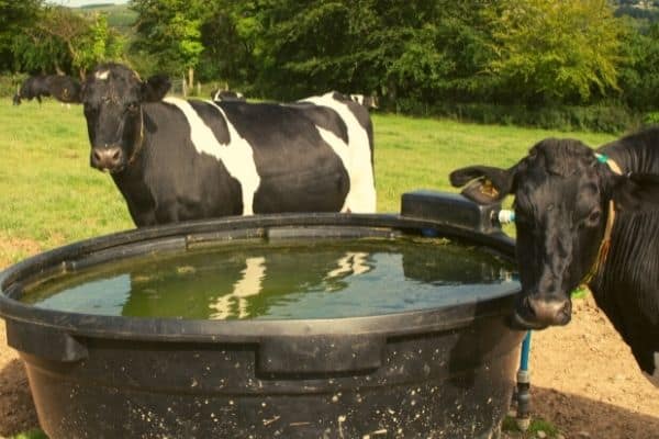 cows water trough