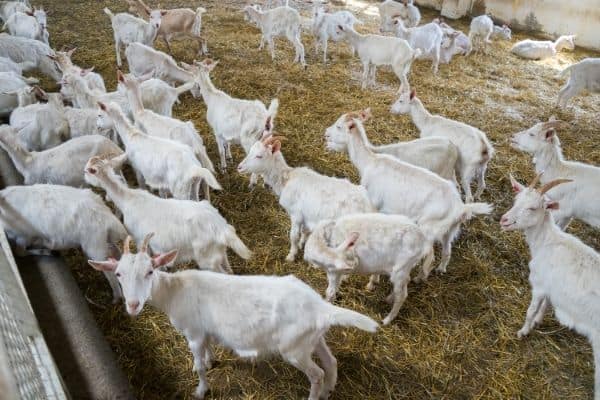 goat farm with many goats