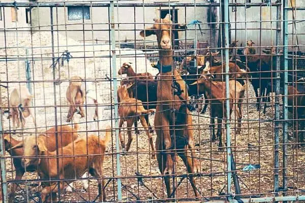 goat fencing