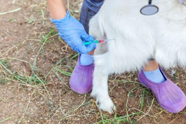 goat vaccination